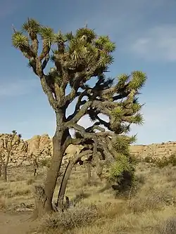 Un arbre de Josué