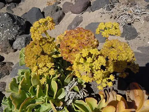 Inflorescence.