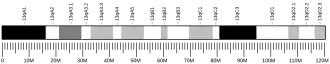 Chromosome 13 (souris)