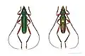Mionochroma aureotinctum- Muséum de Toulouse