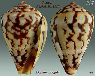 Description de l'image Conus xicoi 1.jpg.
