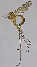 Mycomya cinerascens.