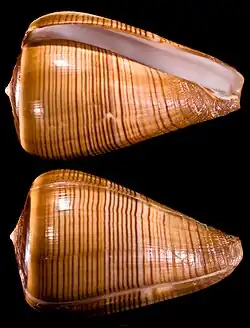 C. figulinus - Profil