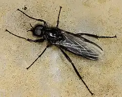 Bibio marci, mâle. espèce type sœur vivante