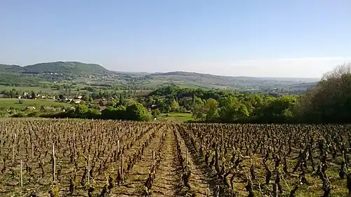 Vue de la Vallée des Vaux et son vignoble, depuis Barizey.