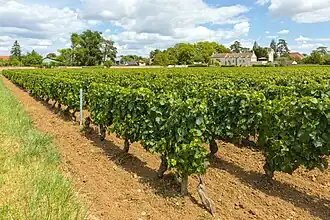 Puligny-Montrachet