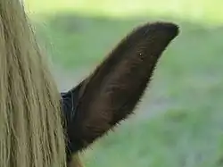 Détail sur l'oreille
