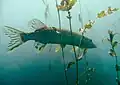 le brochet (Esox americanus),