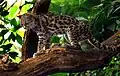 Margay (Leopardus wiedii)