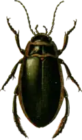 Dytiscus circumflexus.