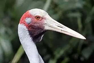 Photographie d'une tête de Grue