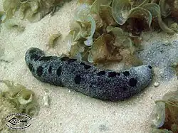 Holothuria atra.