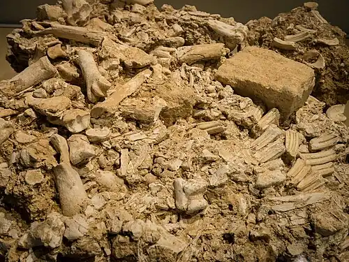 Exemple d'un Magma de chevaux issus du site de fouille de Solutré en présenté dans le musée.