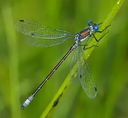 Lestes dryas