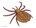 L'arachnide trigonotarbide Maiocercus.