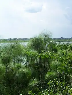 Au bord du Nil en Ouganda.