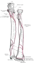 Insertion radiale du muscle biceps brachial.