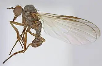 Hilara galactoptera.