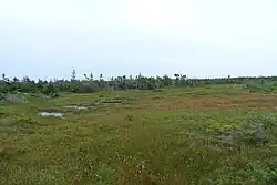 Une lande avec quelques mares