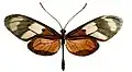 Callithomia lenea