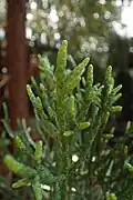 Athrotaxis cupressoides