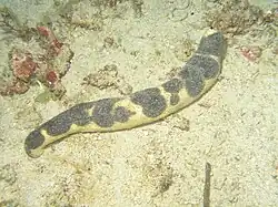 Holothuria nigralutea.