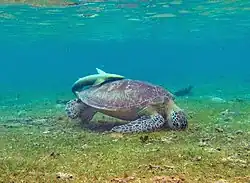 Une tortue verte (Chelonia mydas) à N'Gouja.