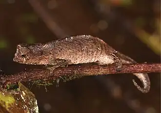 Description de l'image Brookesia tedi (10.3897-zse.95.32818) Figure 7 (cropped).jpg.