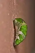 Chenille de Papilio polymnestor