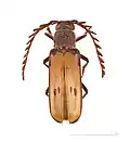 Gigantotrichoderes conicicollis- Muséum de Toulouse