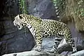 Jaguar (Panthera onca)