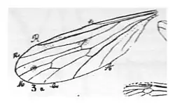 Limnobia Deferi N. Théobald holotype, éch. R497 x 3,3 p. 236 pl XVIII Diptères du Sannoisien de Kleinkembs - détail de l'aile.
