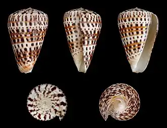 Description de l'image Kalloconus byssinus 01.JPG.
