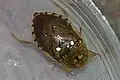 Naucoridae : Pelocoris femoratus, Maryland (États-Unis).