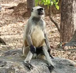 Langur.