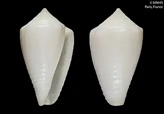 Description de l'image Conus dedonderi (MNHN-IM-2000-25879).jpeg.