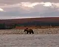 Grizzli sur la rivière Noatak