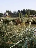 Plan d’eau accueillant l’avifaune