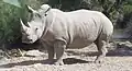 Rhinocéros