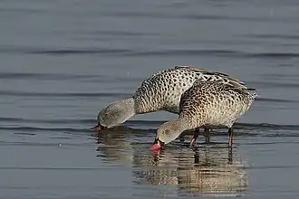 Lac Nakuru au Kenya.