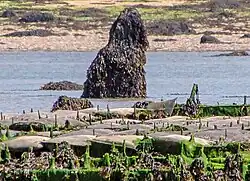 Image illustrative de l’article Menhir de Saint-Cava