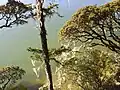 Arbres à barbe