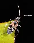Rhyparochromini : Beosus maritimus.