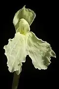 Fleur