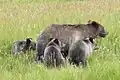 Grizzlis