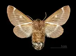Eriogaster lanestris Imago