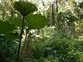 inflorescence de G. manicata au mois de Mai