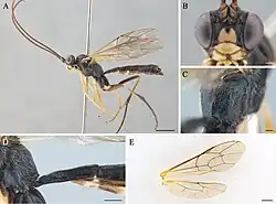 Cryptopimpla brevigena.