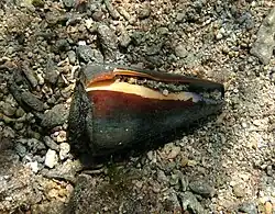 Spécimen in situ à La Réunion.