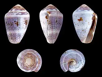 Description de l'image Miliariconus coronatus 01.JPG.